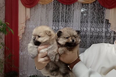 Девочки померанского шпица