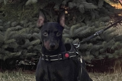 Цвергпинчер ищет невесту