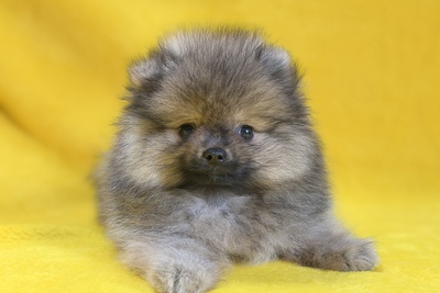 Померанский шпиц