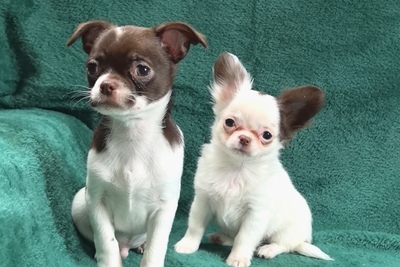 Щенки чихуахуа. Мальчики