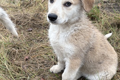 Девочка щенок в дар