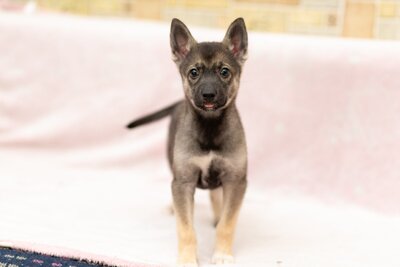 Щенок девочка в дар!