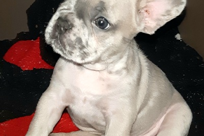 Французский бульдог из цветного разведени