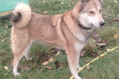 Продам рабочую суку ЗСЛ