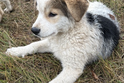 Щенок в добрые руки