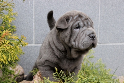 Шарпея щенки привиты окрас голубой чёрный рыжий и изабелла