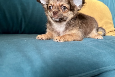 Мальчик чихуахуа