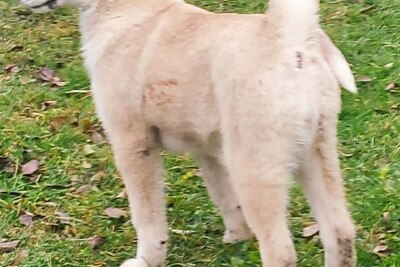 Продается щенок западно сибирской лайки