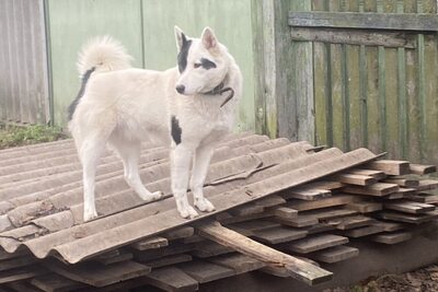 Русско-европейская лайка