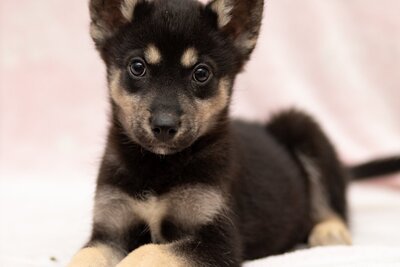 Щенок мальчик в дар!