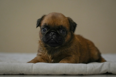 очаровательная девочка пти брабансон