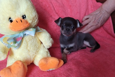 чихуахуа МИНИ  девочка