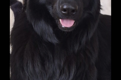 Щенки черной д/ш немецкой овчарки