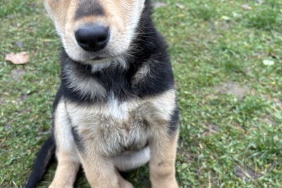 Собака щенок в дар