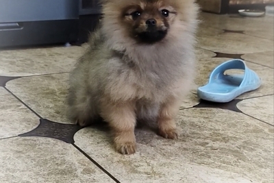 Померанский шпиц, мальчик. Мини мишка