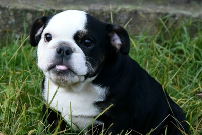 Английский бульдог девочка из цветного разведени