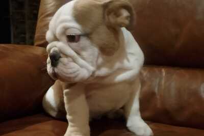 Щенок английского бульдога