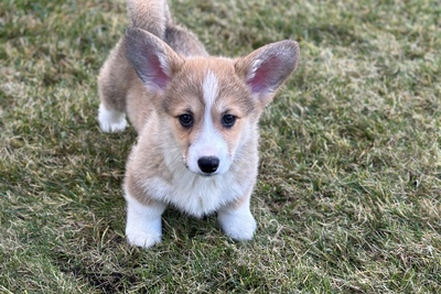 Вельш корги пемброк