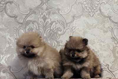 Девочки померанского шпица
