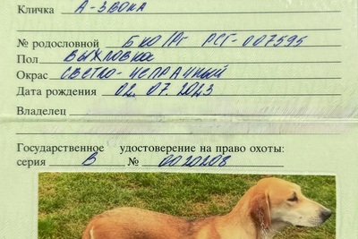 Отдам русскую гончую