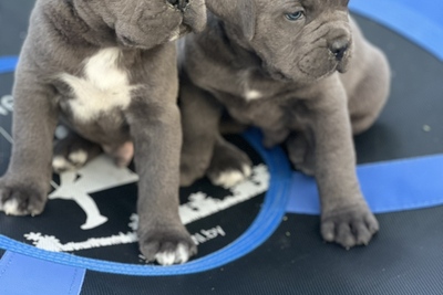 щенки кане корсо