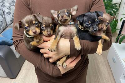 Щенки русский той терьер