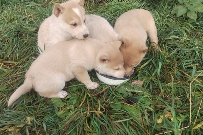 Продам щенков ЗСЛ от ПЧ по лосю