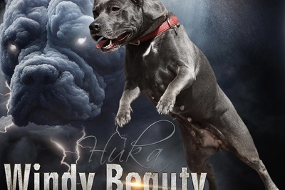 Питомник пит-булей