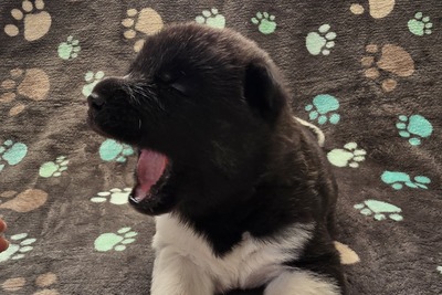 Щенки Американской акиты доступны к бронированию