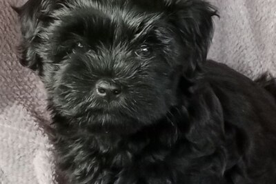 Щенки хаванез