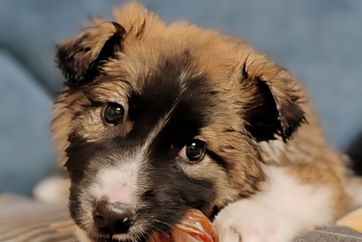 Малышка щенок Мира в добрые руки