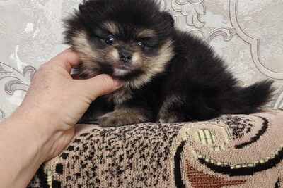 Девочка померанского шпица