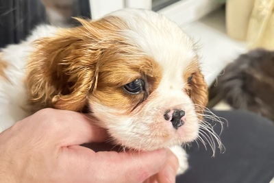 Малыш Кавалер Кинг Чарльз спаниель