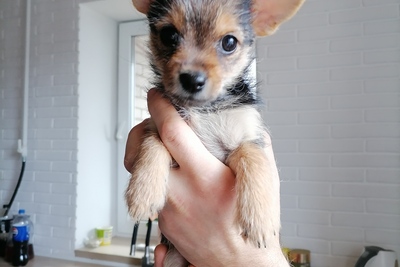 Девочка метис ягдтерьера и йоркширского терьера