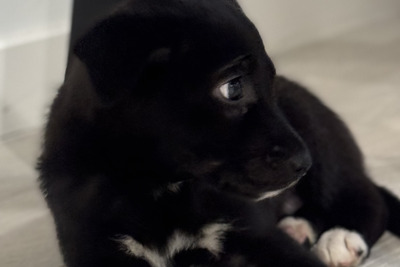 Отдам прекрасного щенка лайки заботливым хозяевам в дар