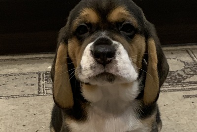 Щенки бигля