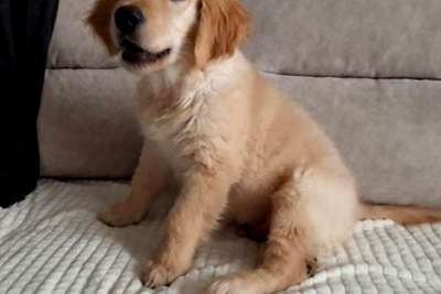 Щенки золотистого ретривера