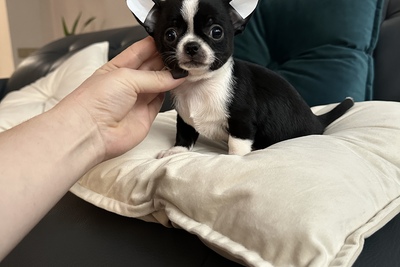 Девочка чихуахуа кобби тип