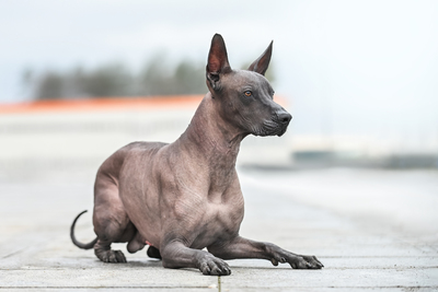 Вязка ксолоитцкуинтли (мексиканская голая)