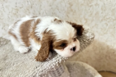 Чистокровный малыш Кавалер Кинг Чарльз спаниель