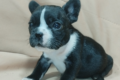 Французский бульдог