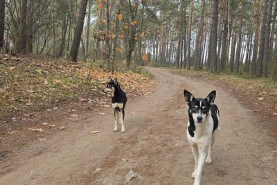 Помогите найти дом для двух молодых собак!