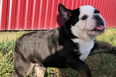 Английский бульдог девочка