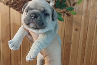 Французский бульдог