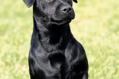 Продаётся щенок паттердейл терьера