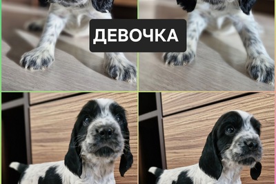 русский спаниель,  рос щенки