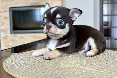 Мальчик чихуахуа кобби тип