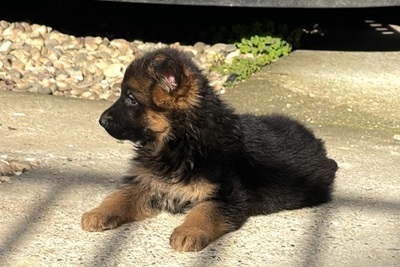 Немецкая овчарка