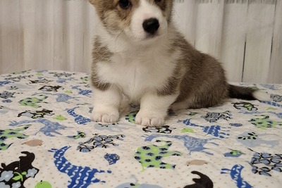 Девочка корги