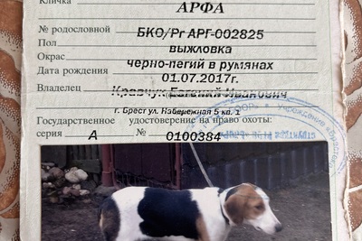 Англо-русская гончая